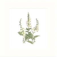 Image 4 of FOX GLOVE ART PRINT