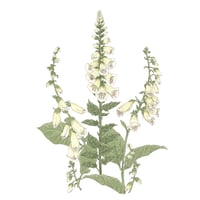 Image 1 of FOX GLOVE ART PRINT