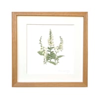 Image 3 of FOX GLOVE ART PRINT