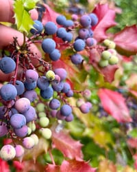 Image 6 of Edible Native & Introduced Plants with Backyard Habitat Certification Program