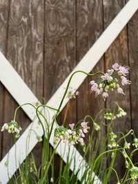 Image 4 of Edible Native & Introduced Plants with Backyard Habitat Certification Program