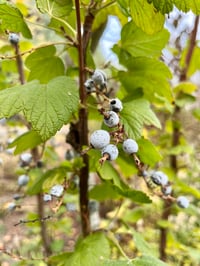 Image 7 of Edible Native & Introduced Plants with Backyard Habitat Certification Program