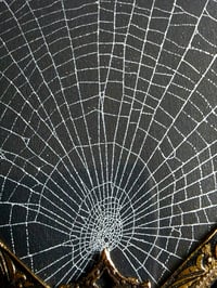 Image 6 of Ornate Vintage Hand mirror with Real Preserved Web - 4