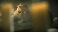 Image 2 of Opus Hominis DVD (B) ($20.00) 
