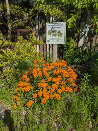 Image 3 of Planting in Patches with the Pond Hags