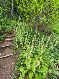 Image 6 of Planting in Patches with the Pond Hags