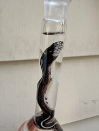 Image 3 of Hatchling King Snake