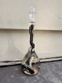 Image 4 of Hatchling King Snake
