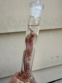 Image 4 of Hatchling Albino King Snake