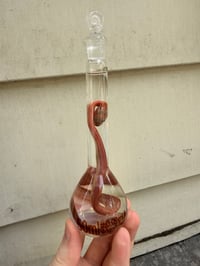 Image 3 of Hatchling Corn Snake