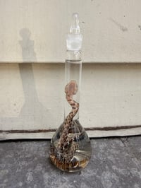 Image 2 of  Hatchling Corn Snake