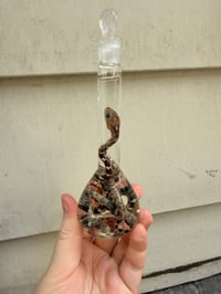 Image 3 of  Hatchling Corn Snake