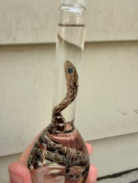 Image 4 of  Hatchling Corn Snake