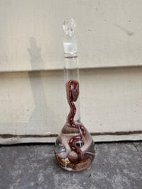 Image 1 of Hatchling  Corn Snake 