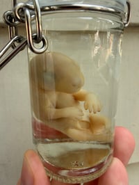 Image 1 of   Baby Opossum