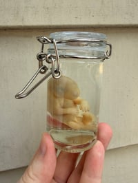 Image 3 of   Baby Opossum