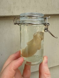 Image 4 of   Baby Opossum