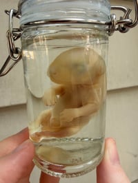 Image 2 of Baby Opossum