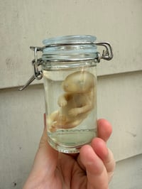 Image 5 of Baby Opossum