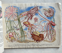 Image 4 of Shells and how they live by Eileen Mayo (A)