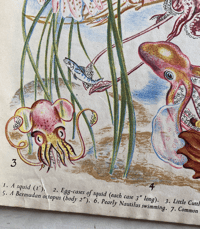 Image 7 of Shells and how they live by Eileen Mayo (A)