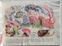 Image 3 of Shells and how they live by Eileen Mayo (B)