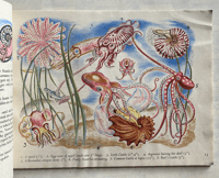 Image 4 of Shells and how they live by Eileen Mayo (B)