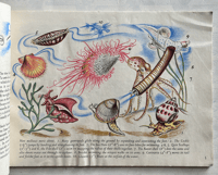 Image 5 of Shells and how they live by Eileen Mayo (B)
