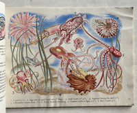 Image 6 of Shells and how they live by Eileen Mayo (B)