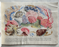Image 8 of Shells and how they live by Eileen Mayo (B)