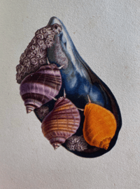 Image 4 of Seashore Life and Pattern T. A. Stephenson (A)