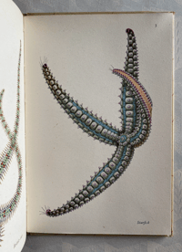 Image 5 of Seashore Life and Pattern T. A. Stephenson (A)