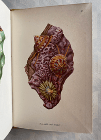 Image 7 of Seashore Life and Pattern T. A. Stephenson (A)