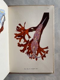 Image 8 of Seashore Life and Pattern T. A. Stephenson (A)