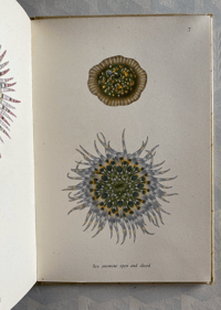 Image 6 of Seashore Life and Pattern T. A. Stephenson (A)