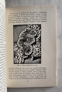 Image 3 of Seashore Life and Pattern T. A. Stephenson (B)