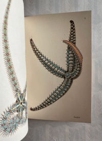 Image 8 of Seashore Life and Pattern T. A. Stephenson (B)