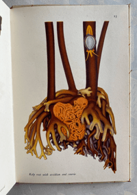 Image 7 of Seashore Life and Pattern T. A. Stephenson (B)