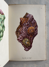 Image 9 of Seashore Life and Pattern T. A. Stephenson (B)