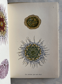 Image 10 of Seashore Life and Pattern T. A. Stephenson (B)
