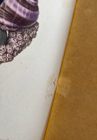 Image 4 of Copy of Seashore Life and Pattern T. A. Stephenson (C)