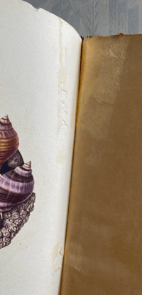 Image 3 of Copy of Seashore Life and Pattern T. A. Stephenson (C)