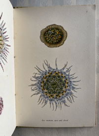 Image 7 of Copy of Seashore Life and Pattern T. A. Stephenson (C)