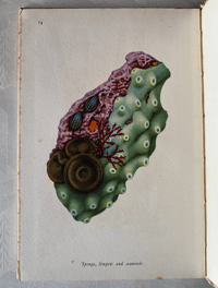 Image 5 of Copy of Seashore Life and Pattern T. A. Stephenson (C)