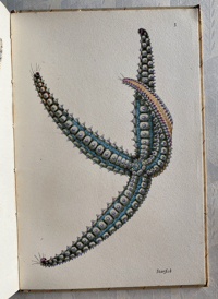Image 9 of Copy of Seashore Life and Pattern T. A. Stephenson (C)