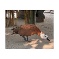 Image 1 of Lulu-s puzzle