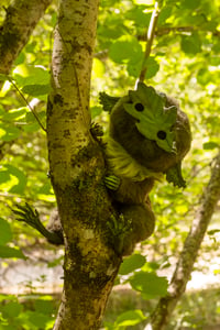 Image 1 of Kodama (Oak variant) poseable art doll [PREORDER]
