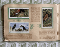 Image 5 of An Album of Birds & Their Young