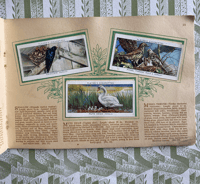 Image 7 of An Album of Birds & Their Young