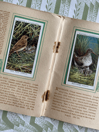 Image 6 of An Album of Birds & Their Young